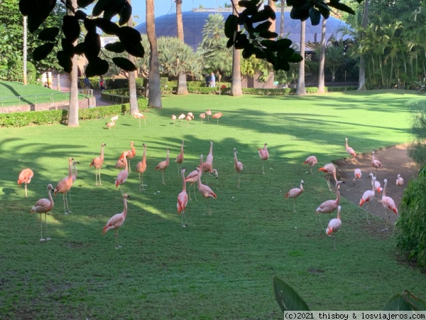 Tenerife_089_Loro_Parque_Flamencos
Flamencos por doquier
