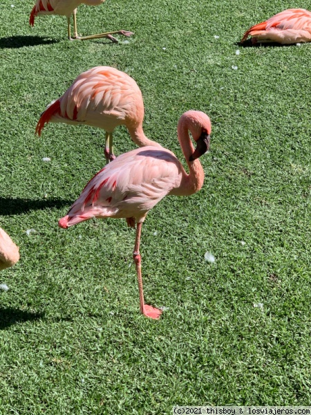 Tenerife_090_Loro_Parque_Pink_Flamingo
Detalle de uno de los flamencos
