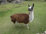 000_La_Llama_Que_Llama_Machu_Picchu
Machu, Picchu, llama, más, graciosa