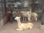 011_Lima_HuacaPucllana_Llamas
Llamas, Huaca, Pucllana, alpacas