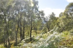 Scotland_Brig_3
Scotland_Brig_, tonos, verde, este, bosque