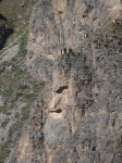 094_Ollantaytambo_Cara_Barbuda
cara, barbuda, mono, qué, veis, vosotros