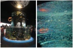 178_Toronto_Aquarium_Full_of_Fishes