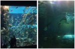 179_Toronto_Aquarium_Peces_y_Sharks