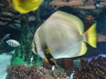 182_Toronto_Aquarium_Super_Pez