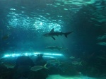 186_Toronto_Aquarium_tiburones_3
Trío, fotos, tiburones