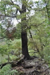 Wellington - Legolas Tree