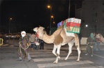 Canarias_Cabalgata_3
Canarias_Cabalgata_, Reyes, Magos, camellos, lleva, regalos