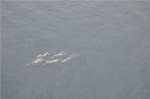 Kaikoura - Pelotón de Ballenas
Kaikoura, Pelotón, Ballenas, Otra, Aquí, foto, ballenas, excursión, juntaron, cinco, para, misma, dirección