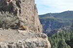 Canarias_Roque_Nublo_Gatito
gatos, viven, cualquier, sitio, para, muestra, botón