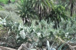Canarias_Jardin_Botanico_1
Cactus, tutiplén