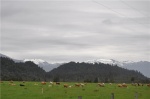 Nueva Zelanda - Prado con Alpes al Fondo