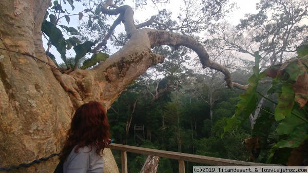 Plataforma en el árbol
Plataforma en el árbol
