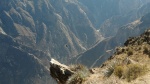 condores
Colca, condores, cañón