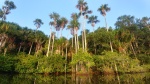 Lago Sandoval
Lago, Sandoval, palmeras, monos