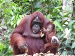 Día 2: Orangutanes en la selva.