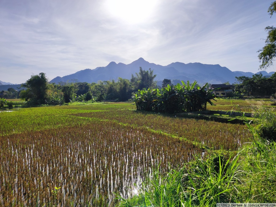 Foro de Mai Chau: Campos de arroz en Mai Chau