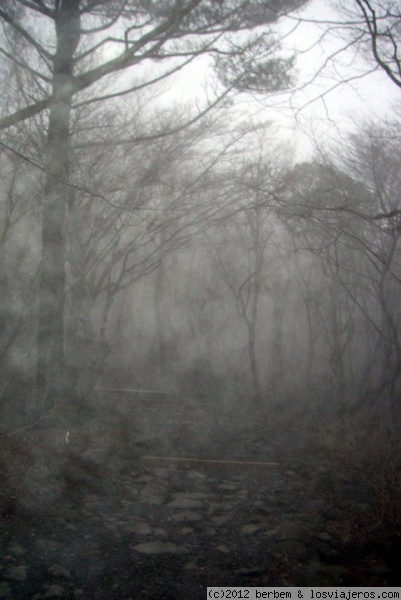 Niebla en Hallasan
Niebla matutina subiendo el Mt. Hallasan en la isla de Jeju, Corea del Sur.
