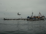Pescadores en Paracas
Pescadores, Paracas, Islas, Ballestas, Perú, costa, cerca, rodeados, aves, tras, pescado