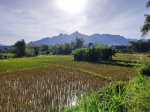 Campos de arroz en Mai Chau