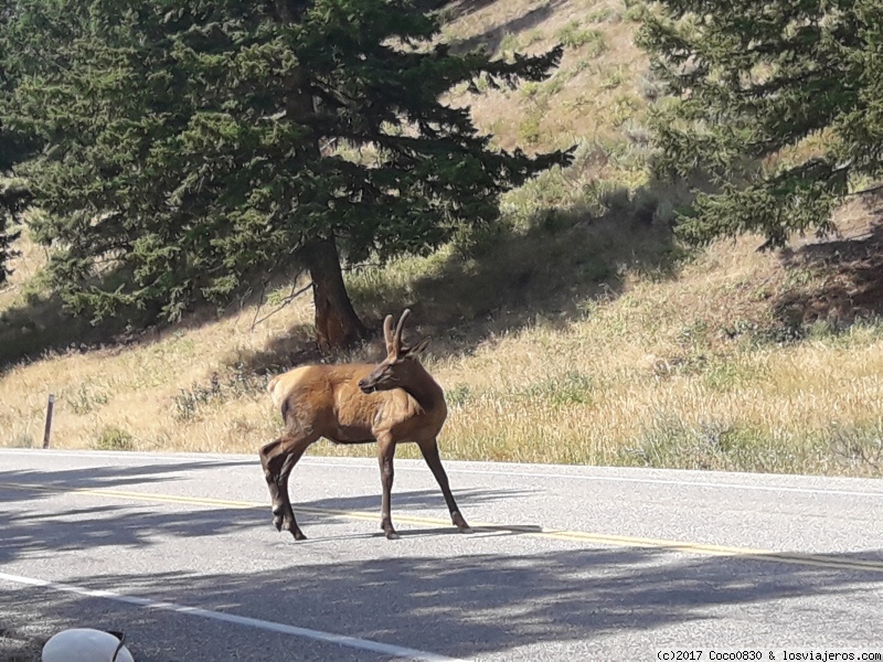 DÍA 5 YELLOWSTONE - RUTA DE 24 DIAS POR LOS PARQUES NACIONALES DEL OESTE AMERICANO (2)