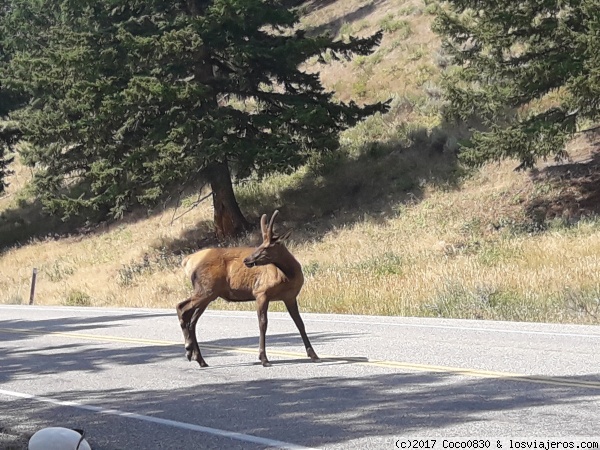 Mula Derk
Mula Derk entrada Oeste Yellowstone
