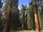 Sequoias
Sequoias, Sequoia, national, park