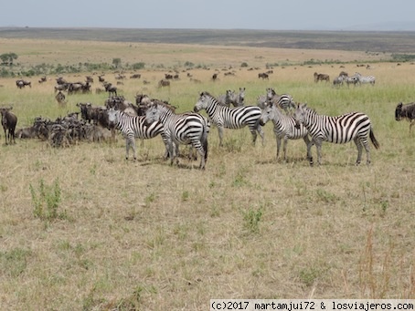 Enkewa Camp en pleno Mara-Kenia - Blogs of Kenya - Cruce del Mara (1)