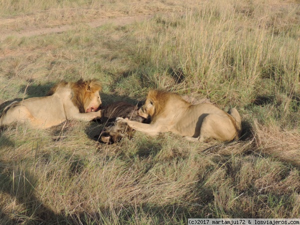 Leones desayunando
Leones comiendo un ñu.
