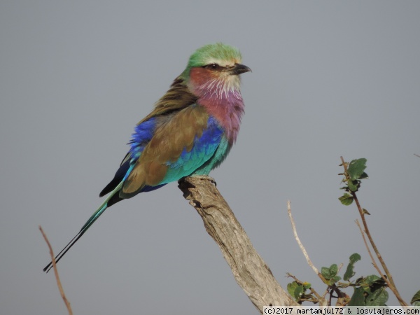 Rainbow bied
Rainbow bird es un pájaro de vivos colores típico de Mara
