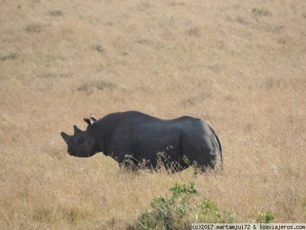 Rinoceronte negro
Rinoceronte negro en marcha.
