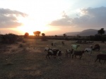 Cabras
Cabras, Rebaño, cabras, aldea