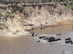 Cruce de los ñus y el cocodrilo