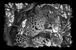 Leopardo
Leopardo en blanco y negro