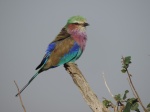 Rainbow bied
Rainbow, Mara, bied, bird, pájaro, vivos, colores, típico