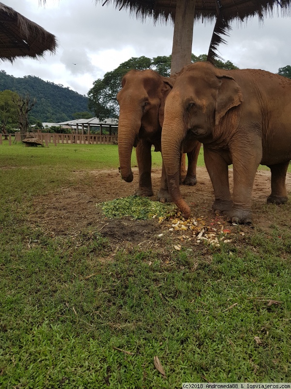 ELEPHANT NATURE PARK Y BAZAR NOCTURNO - PRIMERA TOMA DE CONTACTO CON ASIA: TAILANDIA!! en construcción (4)