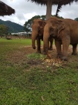 amigos elefantes