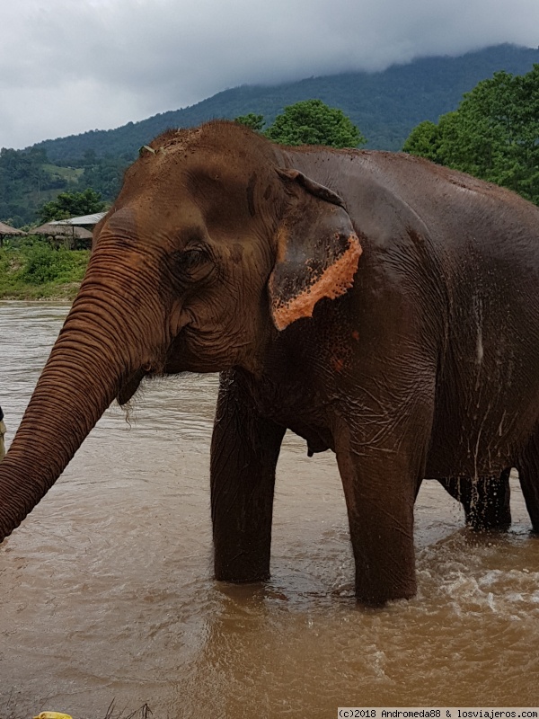 PRIMERA TOMA DE CONTACTO CON ASIA: TAILANDIA!! en construcción - Blogs de Tailandia - ELEPHANT NATURE PARK Y BAZAR NOCTURNO (3)