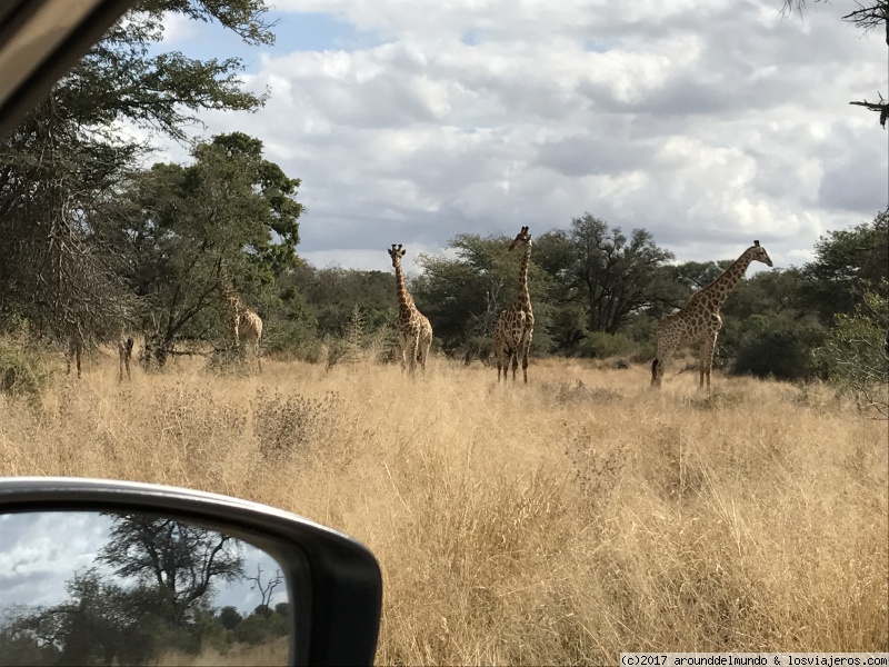 Sudáfrica y Cataratas Victoria para principiantes... - Blogs of South Africa - Kruger National Park (5)