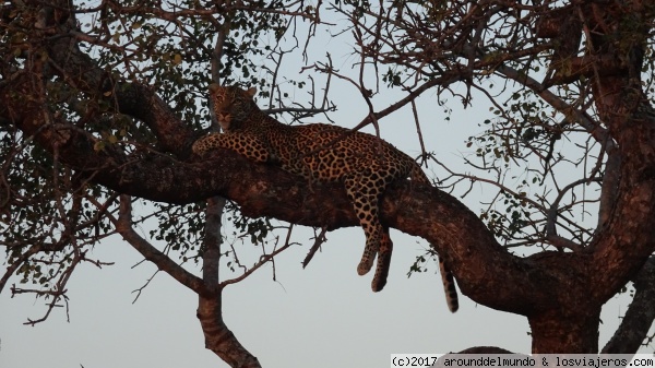 El gran buscado
Leopardo
