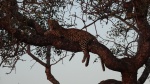 El gran buscado
Leopardo, gran, buscado