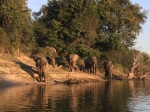 Crucero por el Zambezi
Crucero, Zambezi