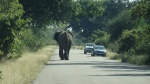 Elefantes
Elefantes, Sorpresas, carretera