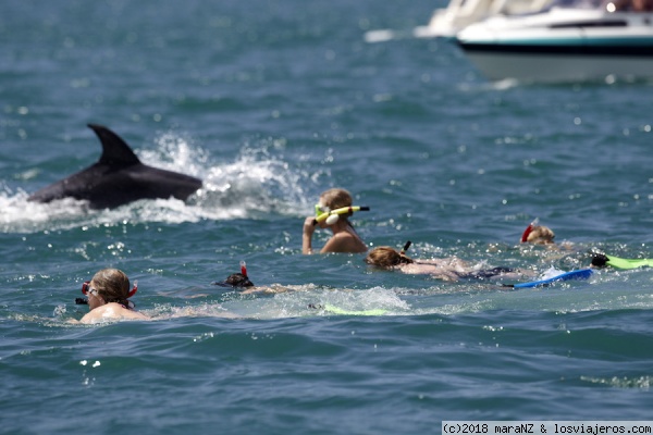 Swimming with the dolphins
Nadando con los delfines, en Bay of Islands

