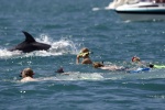 Swimming with the dolphins
Swimming, Nadando, Islands, with, dolphins, delfines