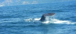 whale watch