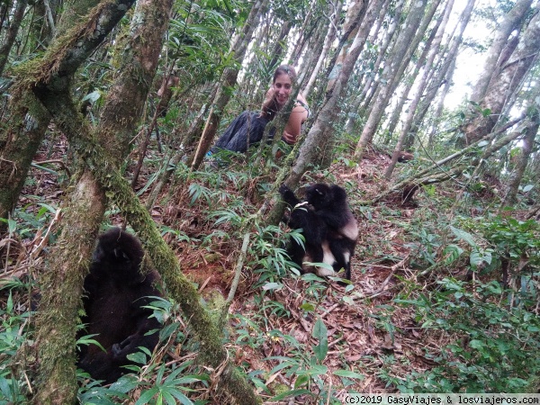 Entre los lémures
Sifaka en el Parque Nacional de Ranomafana
