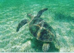 Buceo en Nosy Be
Madagasyviajes ,bucearNosybe, Madagascar