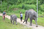 Elephant Retirement Park - Elefantes con sus mahouts
Elephant Retirement Park , mahouts, elefantes, Tailandia