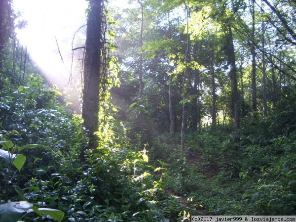 filtracion de la luz en el monte colombiano
bosque de tulas en el monte colombiano
